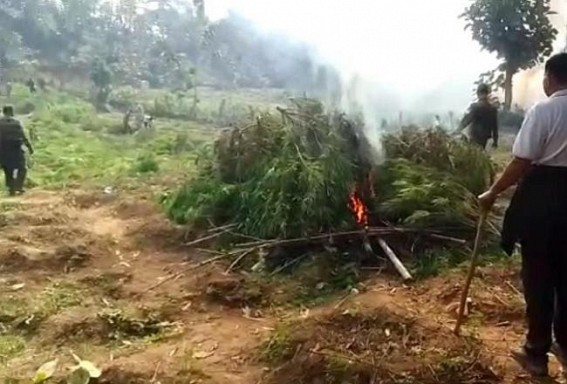 Police destroyed around 1.40 lakhs Cannabis plants in Madhupur Police destroyed around 1.40 lakhs Cannabis plants in Madhupur